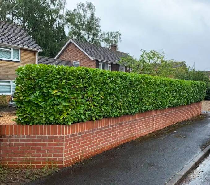 Hedge trimming and removal